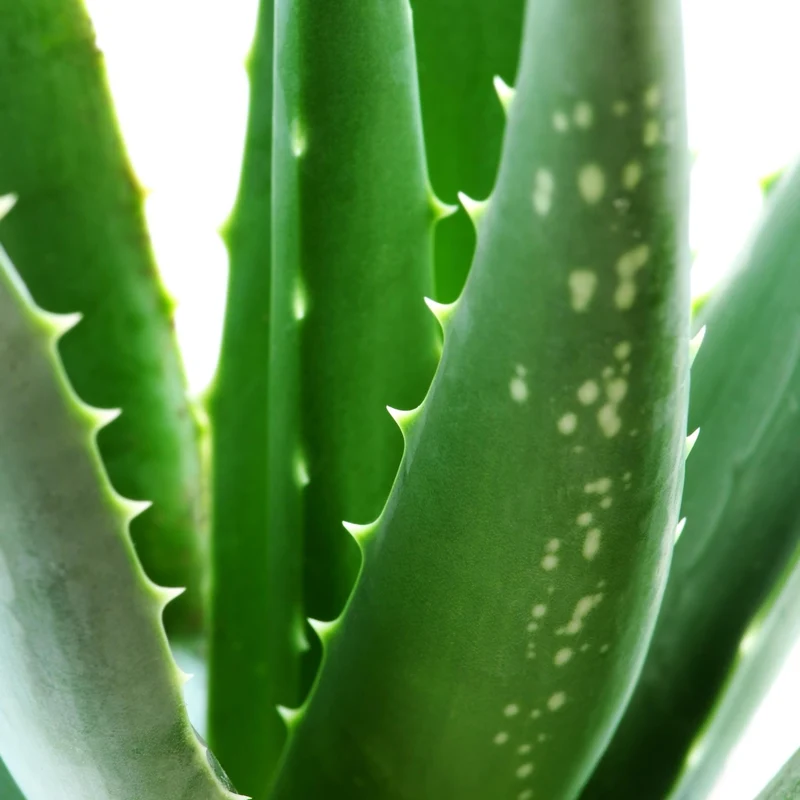 Bio-Aloe Vera 'Sweet'