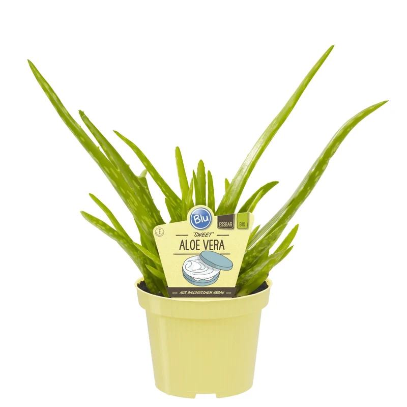 Bio-Aloe Vera 'Sweet'