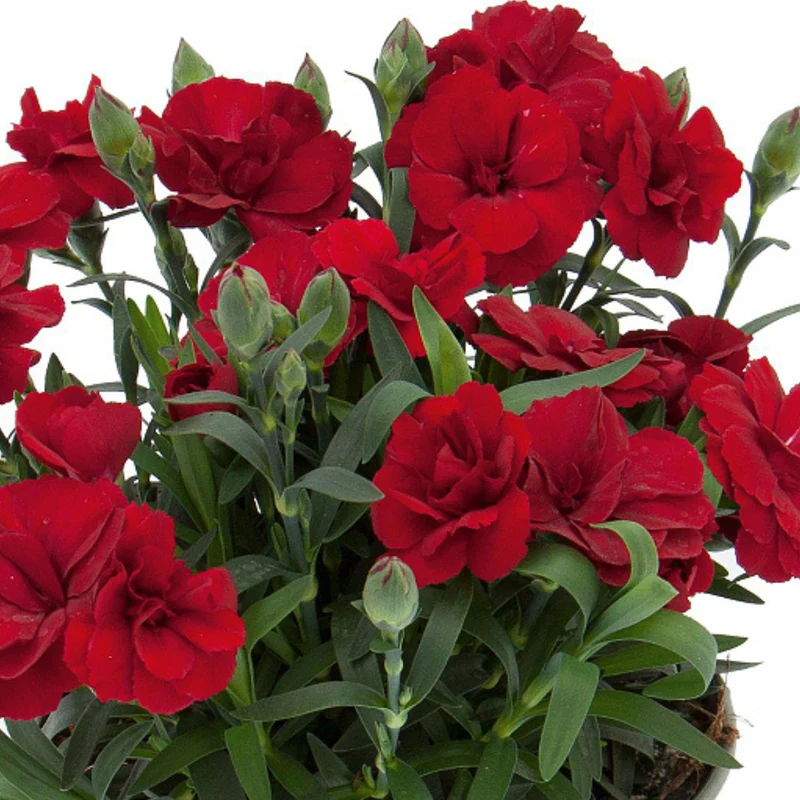Gartennelke 'Oscar®'