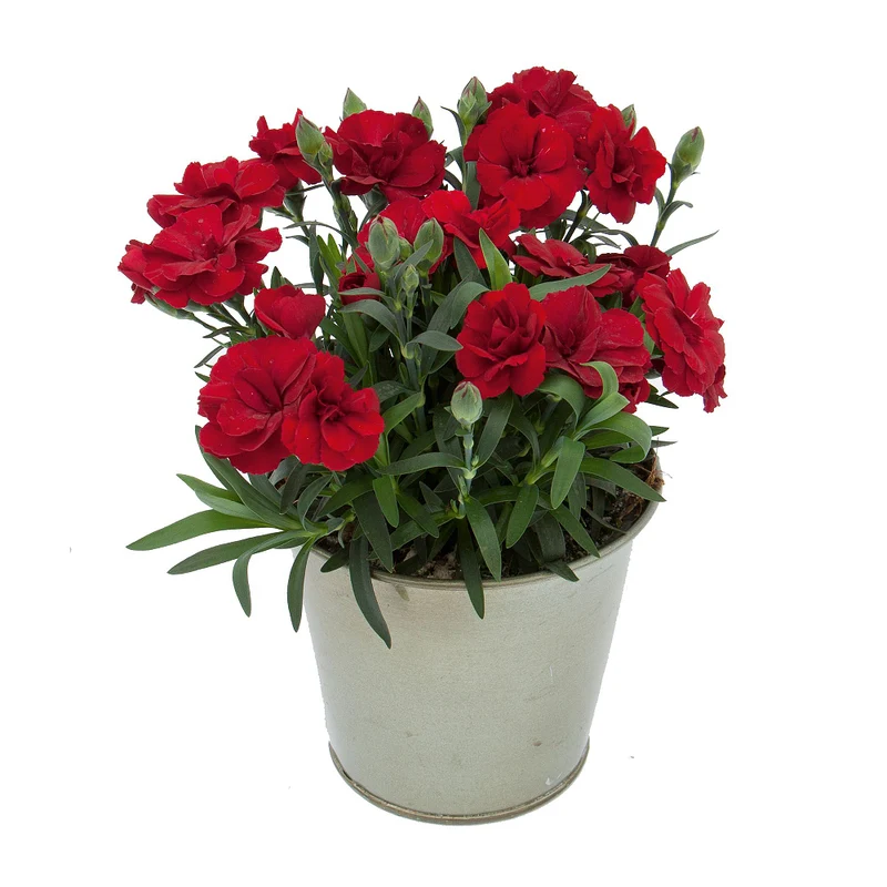 Gartennelke 'Oscar®'