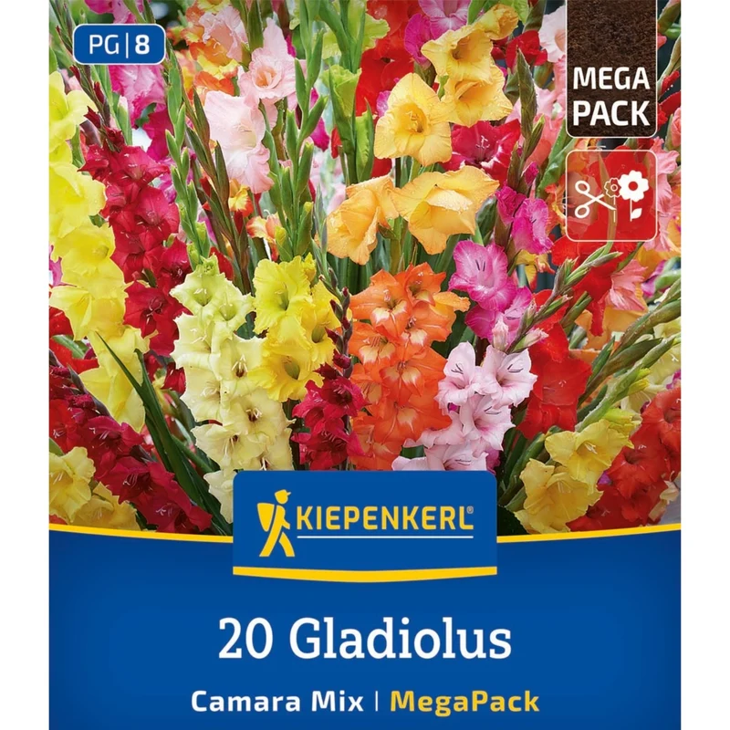 Kiepenkerl Gladiolen "Camara Mix", Mega-Pack