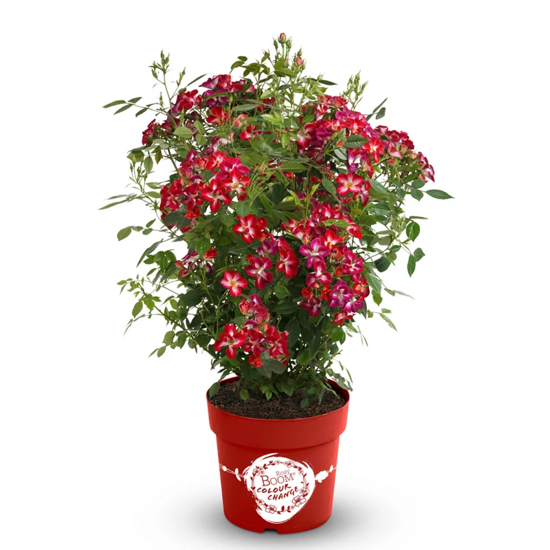 Strauchrose Rosy Boom® 'Colour Change'
