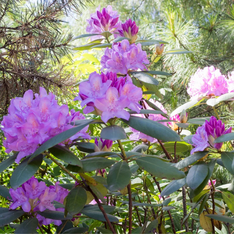 Rhododendron 'Roseum Elegans'