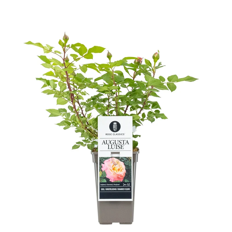 Edelrose 'Augusta Luise®'