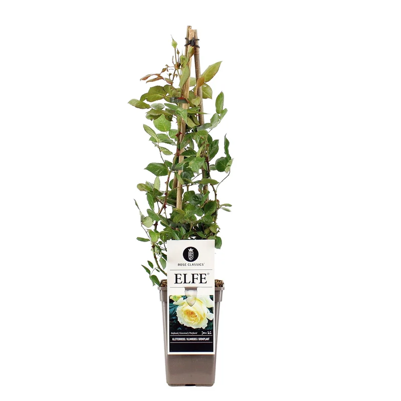 Kletterrose 'Elfe®'