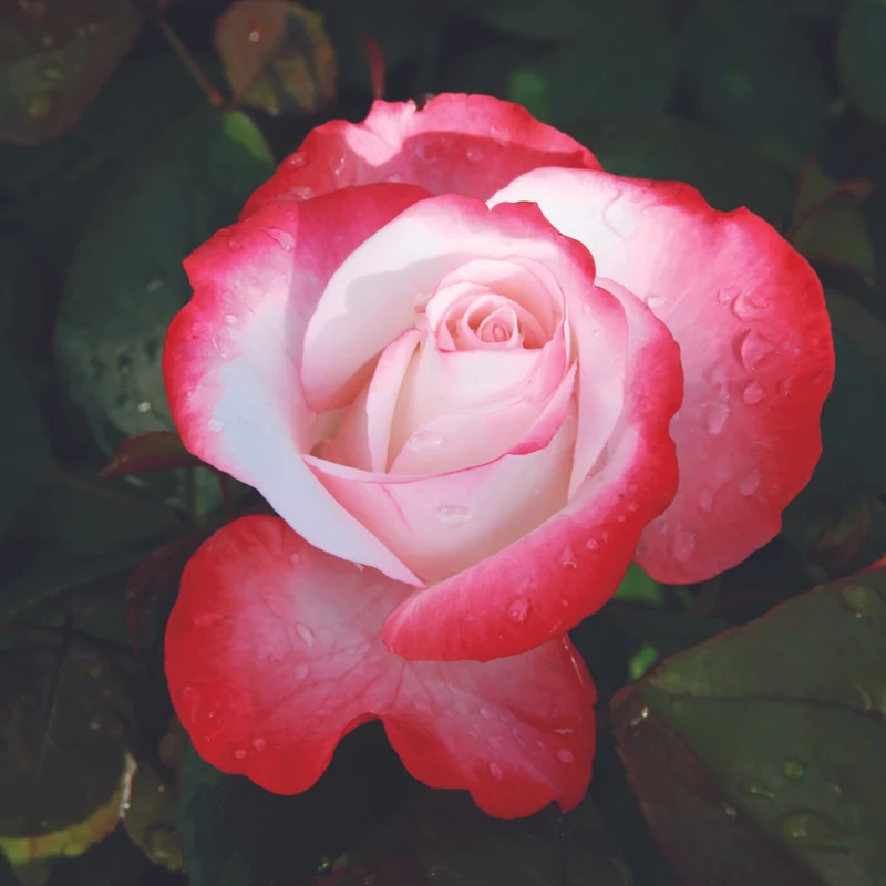Edelrose 'Nostalgie®'