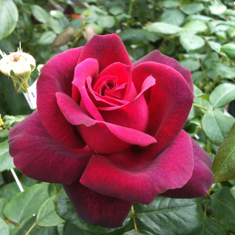 Parfuma® Edelrose 'Gräfin Diana®'