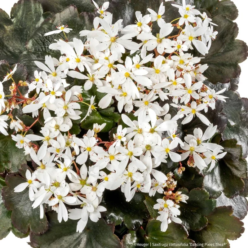 Steinbrech 'Dancing Pixies® Thea'