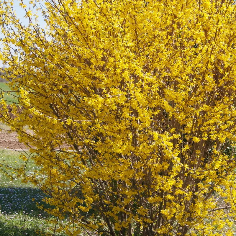 Forsythie ‘Marée d’Or®’