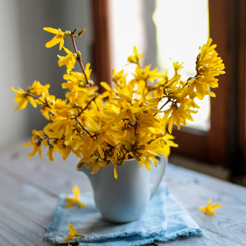 Forsythie ‘Marée d’Or®’