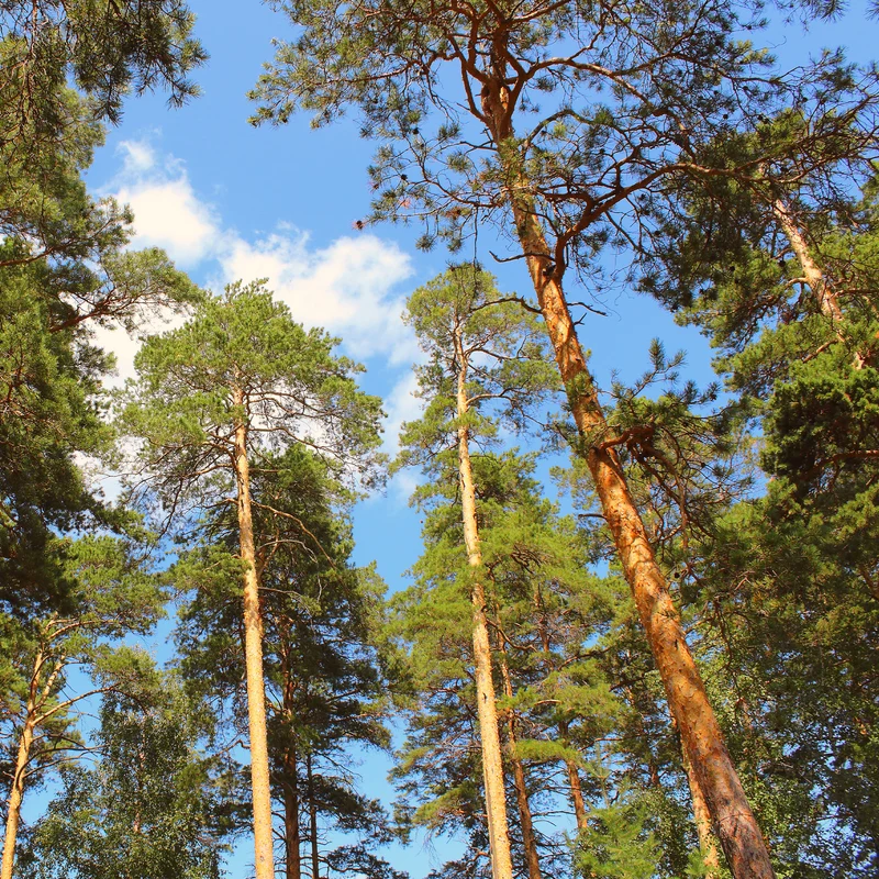 Waldkiefer