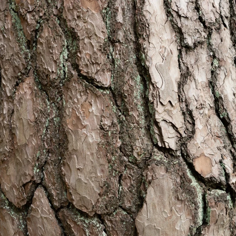 Waldkiefer