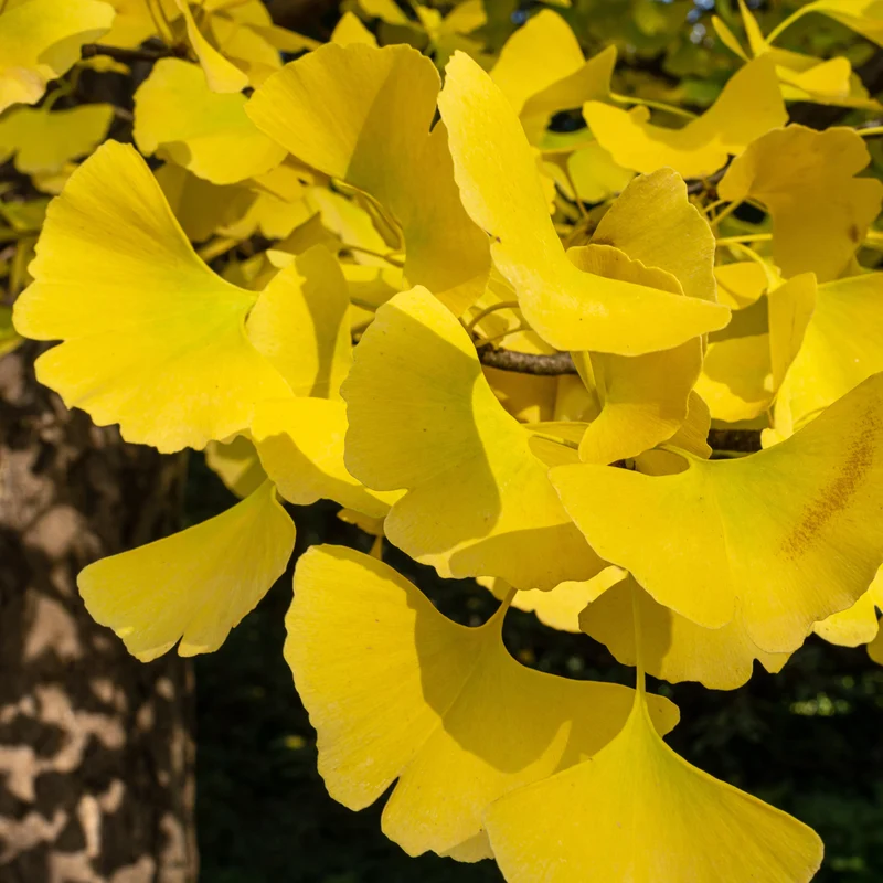 Japanischer Nussbaum - Ginkgo