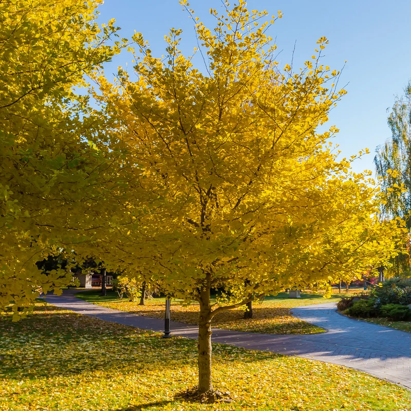 Japanischer Nussbaum - Ginkgo