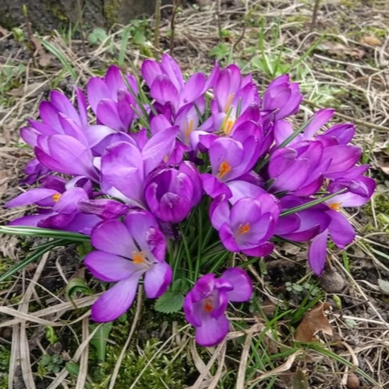 Hybridkrokusse Ruby Giant