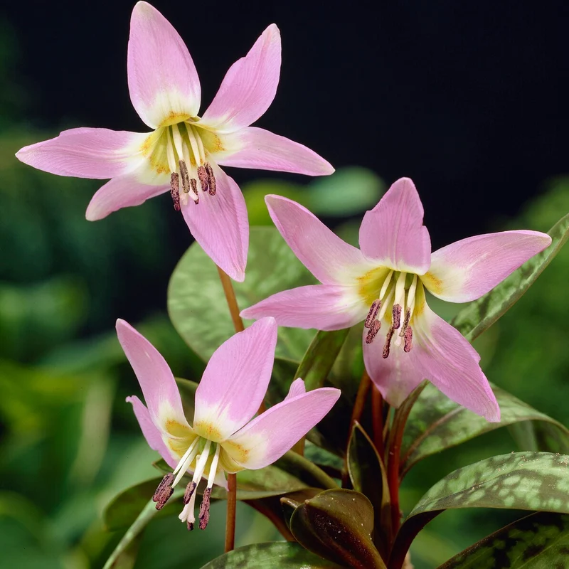 Hundszahn-Lilie 'Purple King'