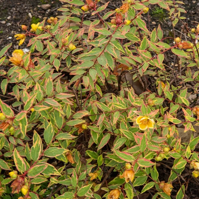 Johanniskraut Tricolor
