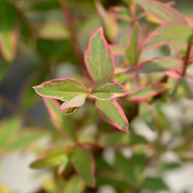 Johanniskraut Tricolor