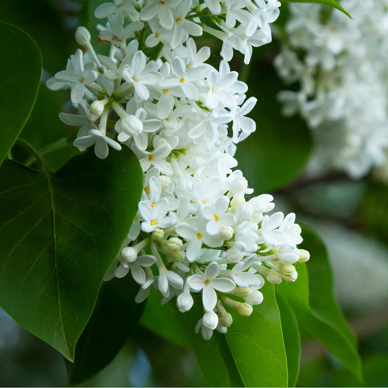 Zwergflieder 'Flowerfesta®'