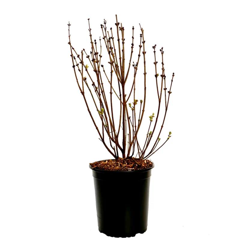 Zwergflieder 'Flowerfesta®'