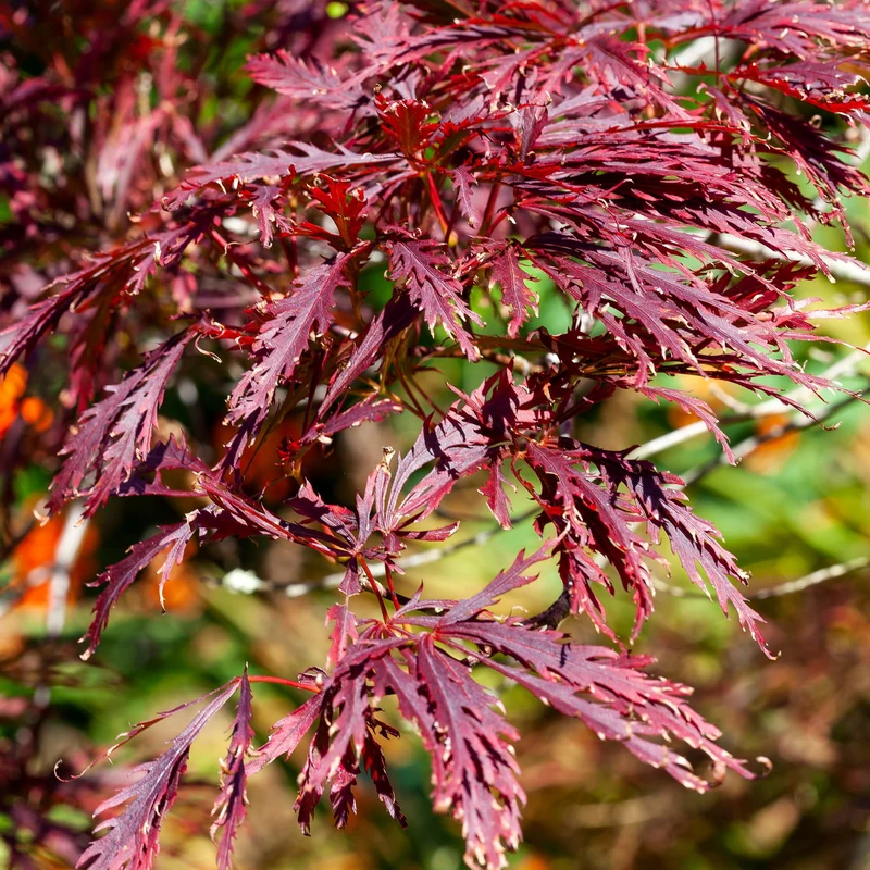 Schlitzahorn 'Dissectum Garnet'