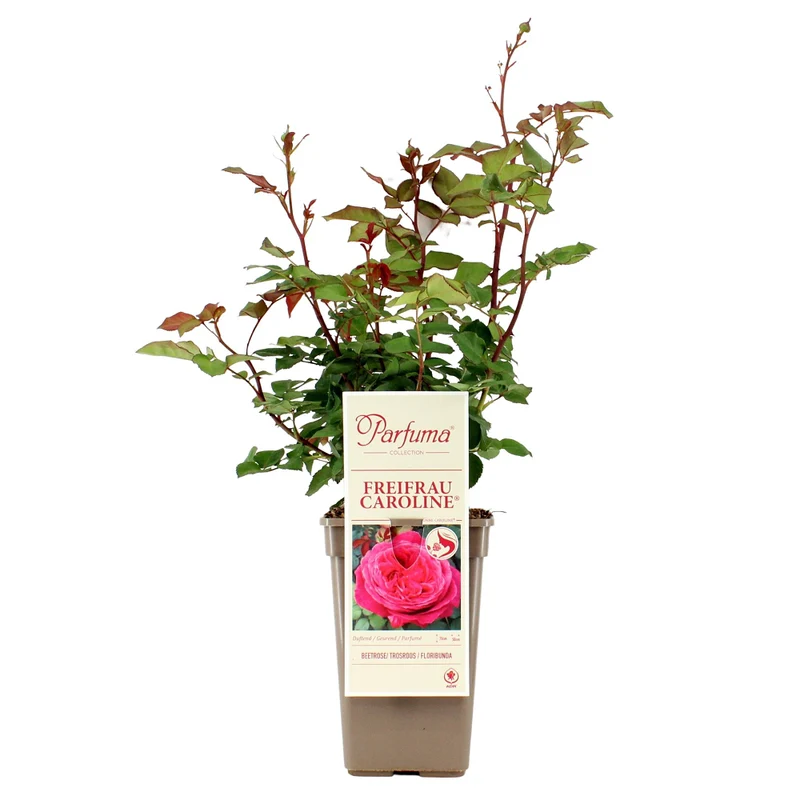 Parfuma® Beetrose 'Freifrau Caroline®'
