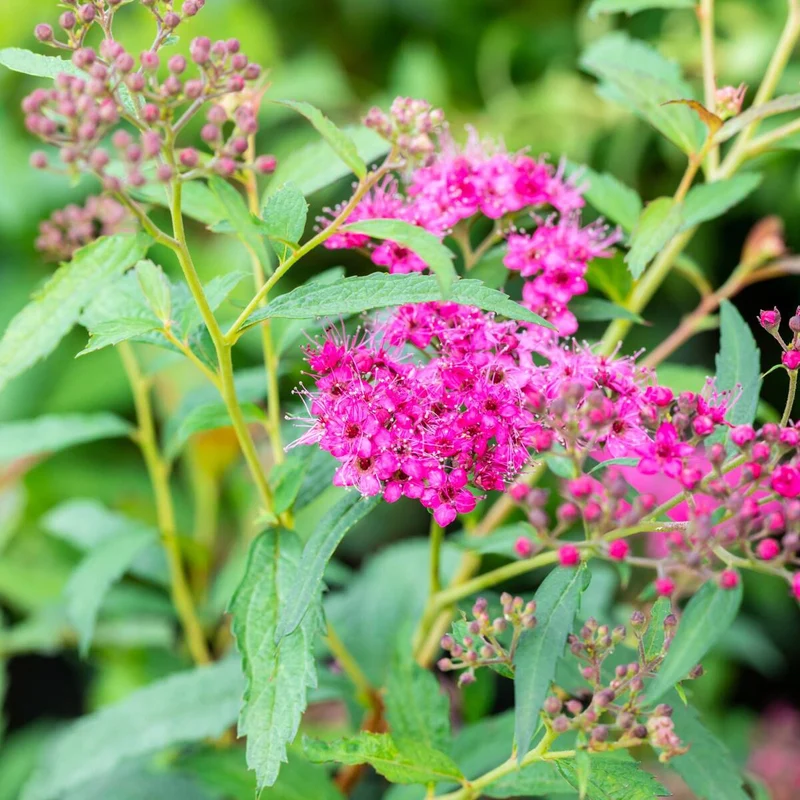 Sommerspiere 'Neon Flash'