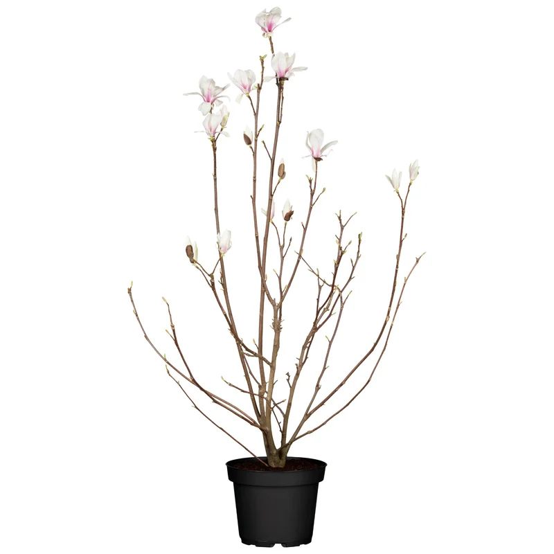 Tulpenmagnolie 'Betty'