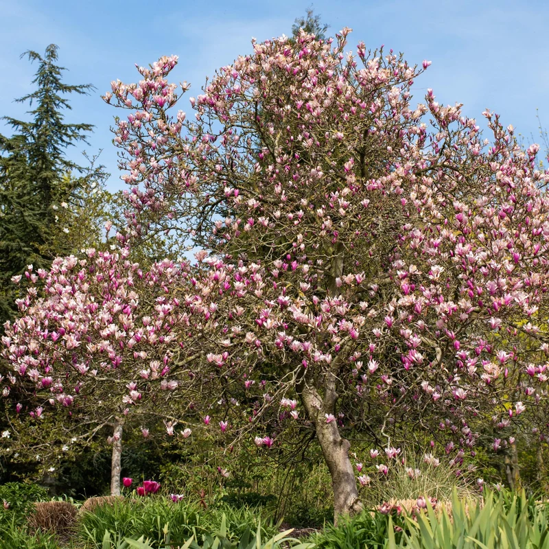 Tulpenmagnolie 'Betty'
