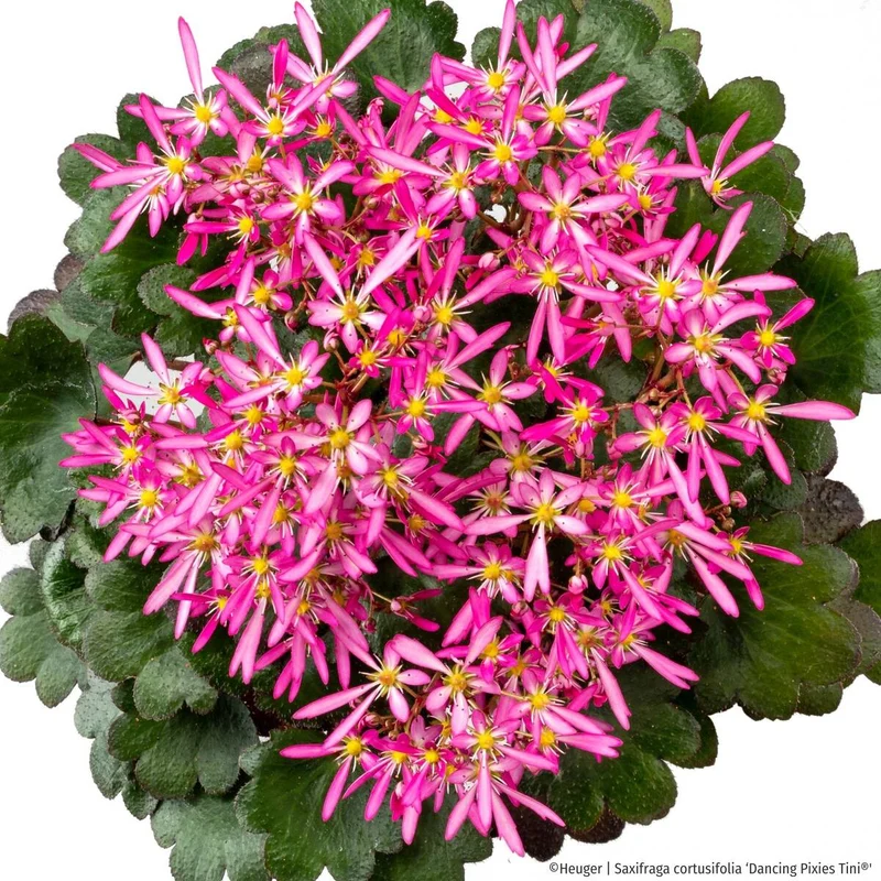 Steinbrech 'Dancing Pixies® Tini'