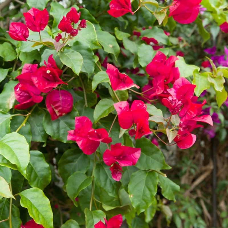 Drillingsblume rot