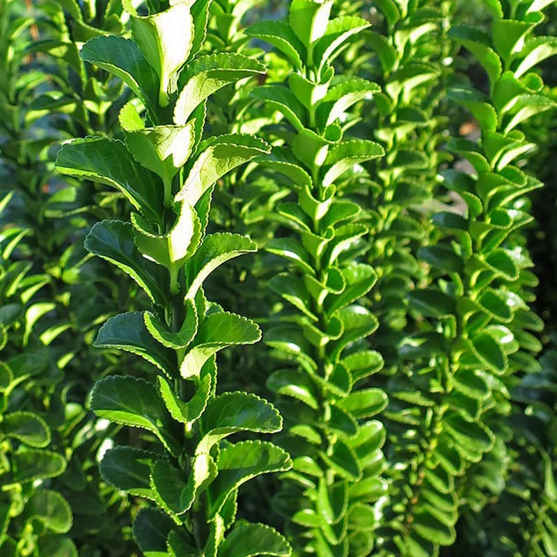 Japanischer Spindelstrauch 'Green Spire'