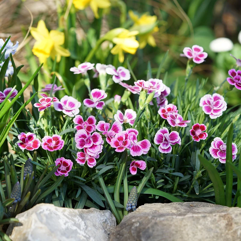 Gartennelke 'Pink Kisses®'