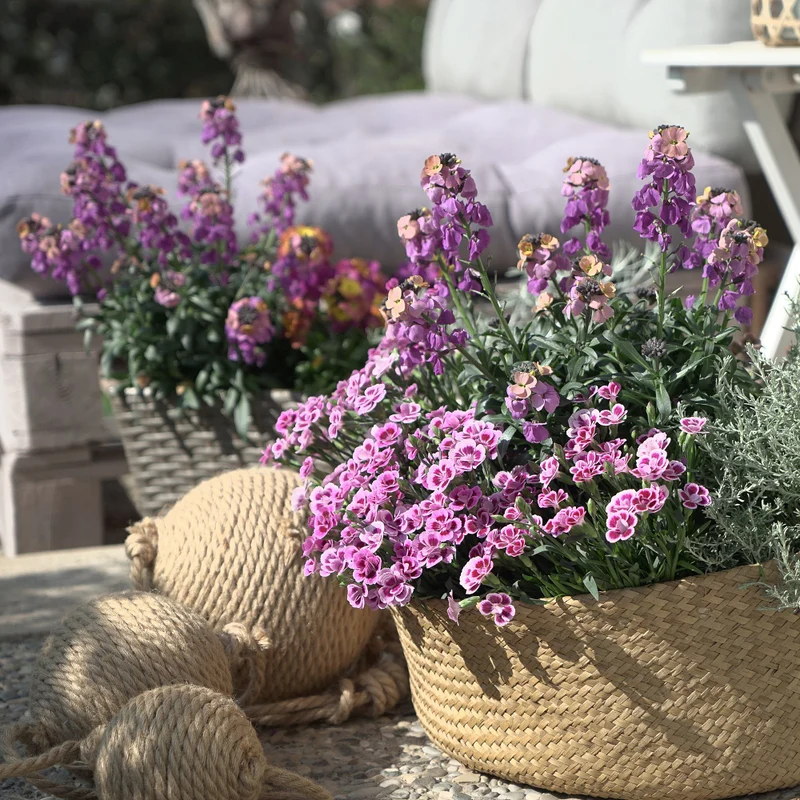 Gartennelke 'Pink Kisses®'