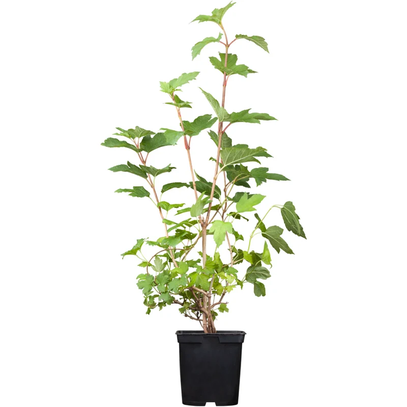 Gefüllter Schneeball 'Roseum'