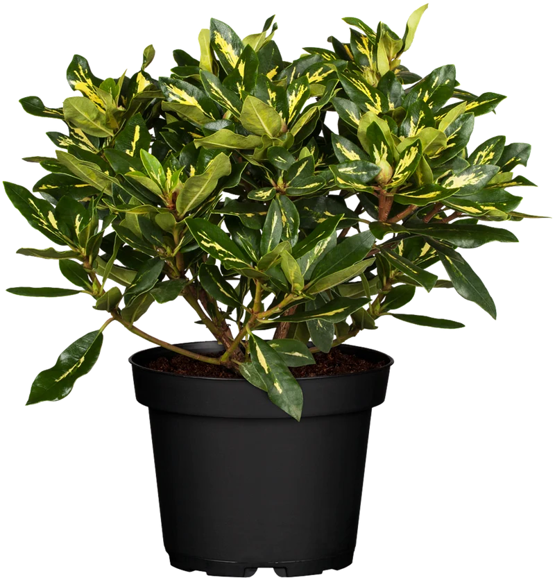 Rhododendron 'Goldflimmer'