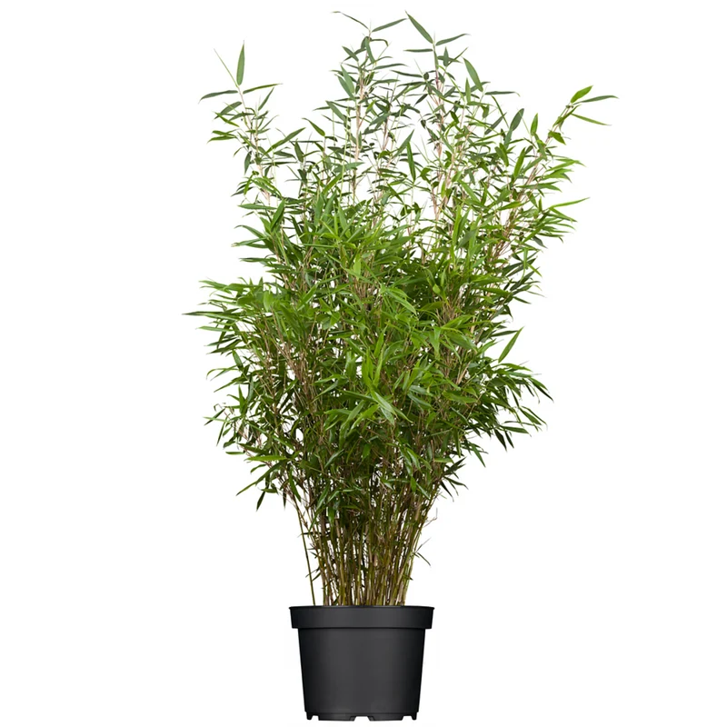 Vorteils-Set Bambus 'Fargesia Rufa'
