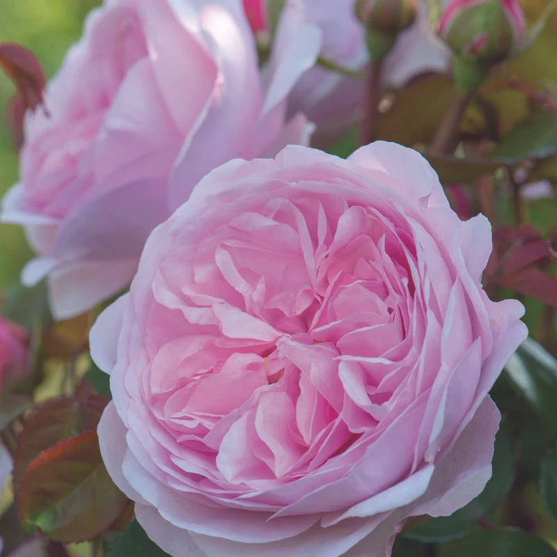 David Austin-Rose 'Olivia Rose Austin®'