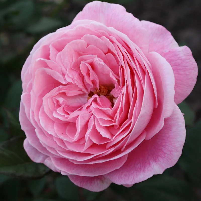 Parfuma® Beetrose 'Rosengräfin Marie Henriette®'