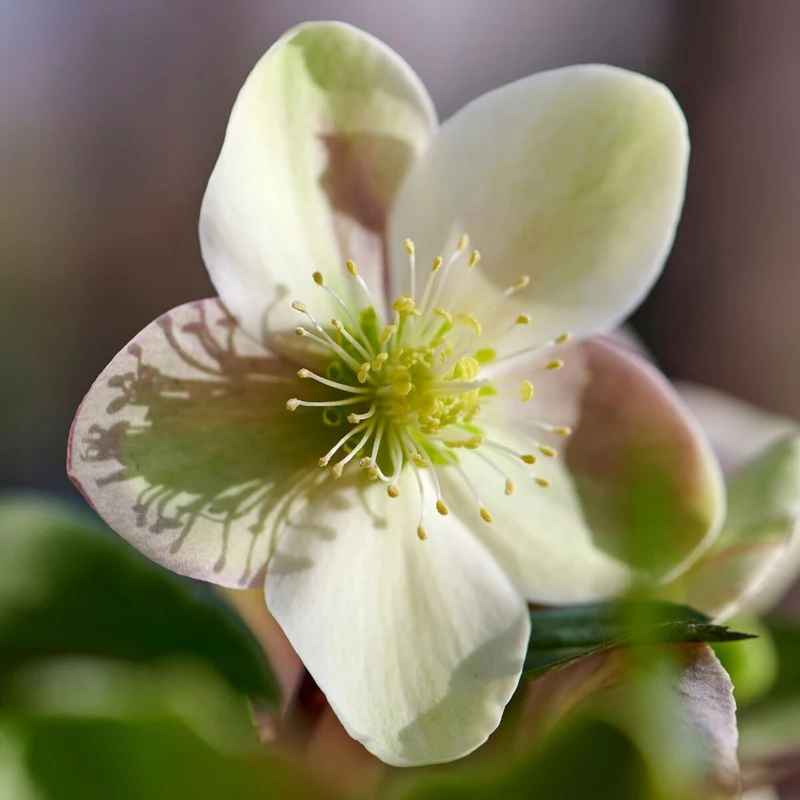 Christrose 'ViV® Valeria'