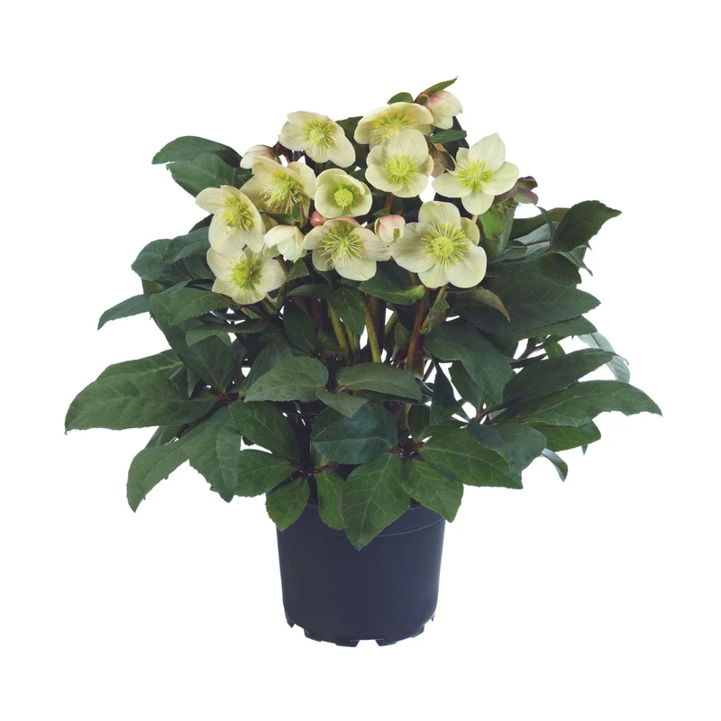 Christrose 'HGC® Snow Dance'