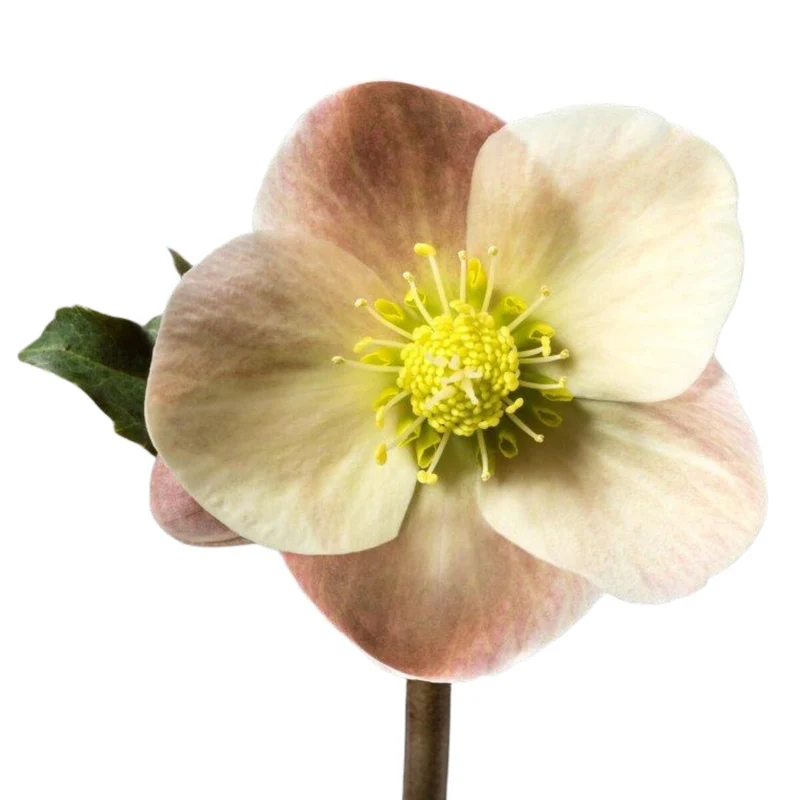 Christrose 'HGC® Maestro'