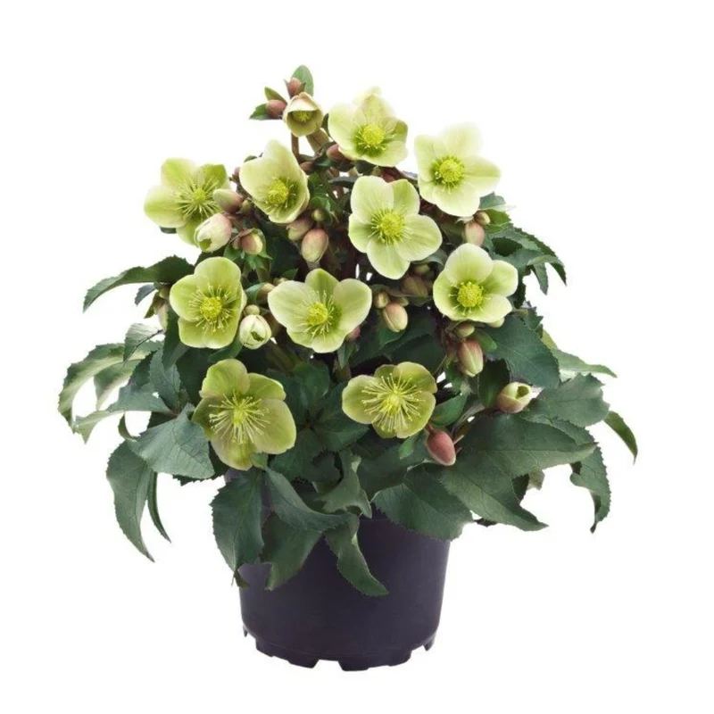 Christrose 'HGC® Monte Christo'