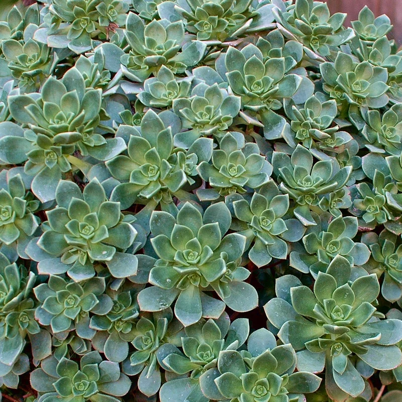 Echeverie ‘Haworthii’