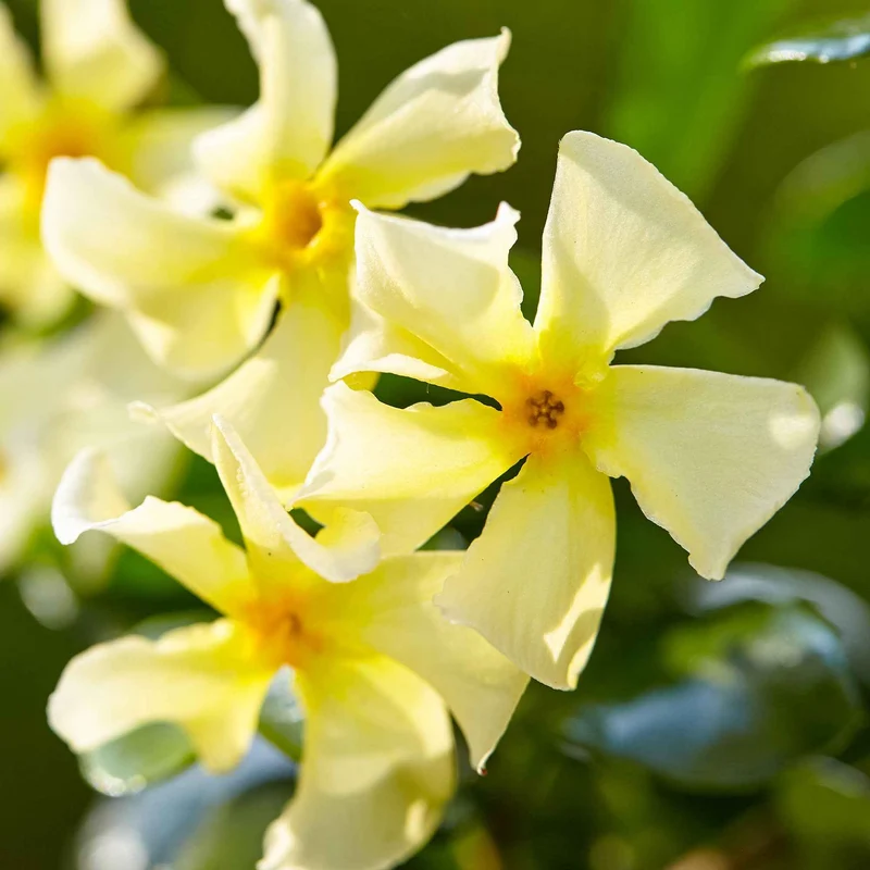 Sternjasmin 'Star of Toscane'