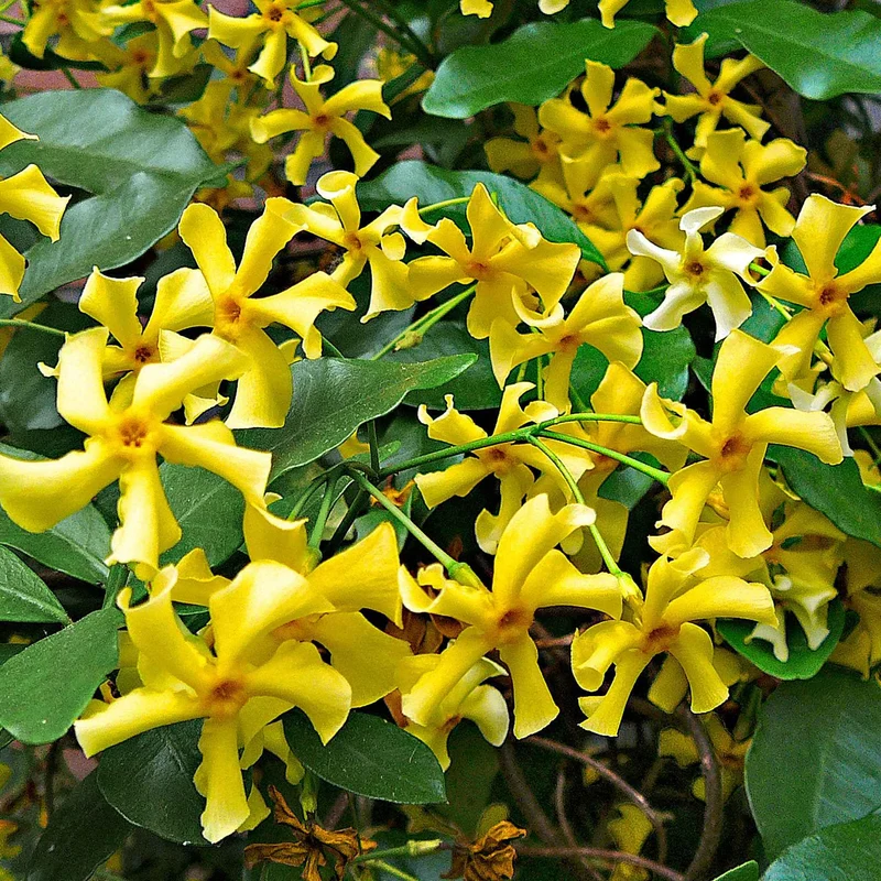 Sternjasmin 'Star of Toscane'