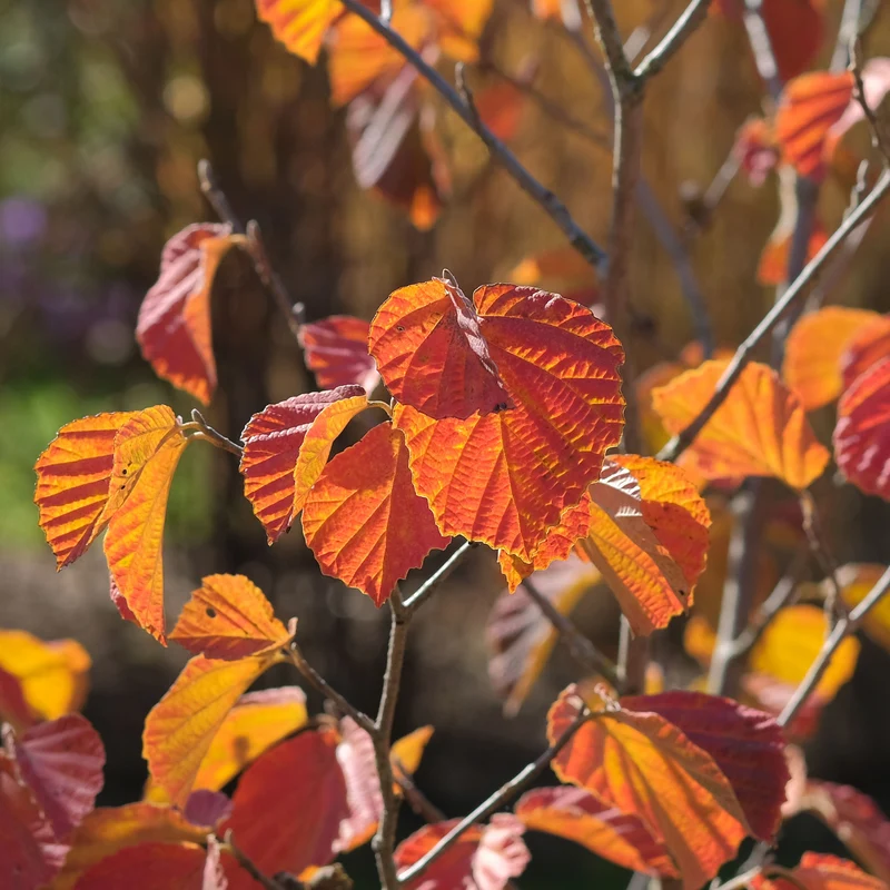Zaubernuss ‘Orange Beauty’