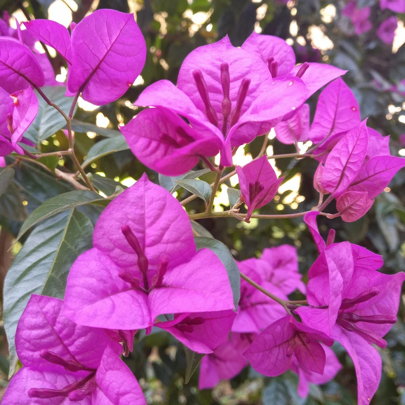 Bougainvillea ‘Violet de Meze’