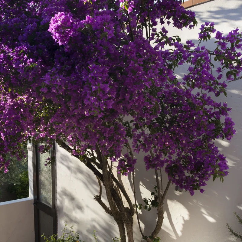 Bougainvillea ‘Violet de Meze’