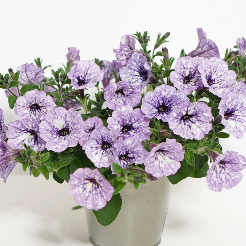 Petunie 'Lavender Sky' (x3)